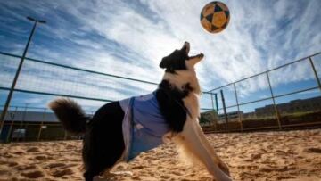 Φλόκι, ο απίθανος σκύλος που μετέχει σε τουρνουά ποδοβόλεϊ στη Βραζιλία - Δείτε βίντεο