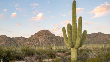 Αριζόνα: Ακόμη και οι κάκτοι πέφτουν θύματα του υπερβολικού καύσωνα