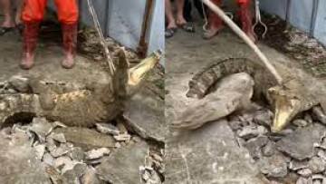 Ινδία: Πήγαν για έλεγχο σε ρωγμή στο πεζοδρόμιο και τους επιτέθηκαν τρεις κροκόδειλοι