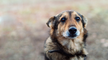 Χειροπέδες σε 64χρονο που πυροβόλησε σκύλο στο κεφάλι στην Εύβοια