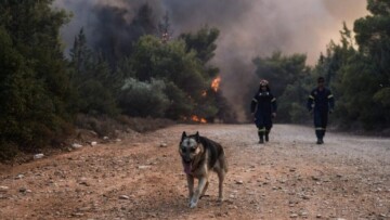 Ζώα παγιδευμένα στις φωτιές - Οδηγίες για τον απεγκλωβισμό τους