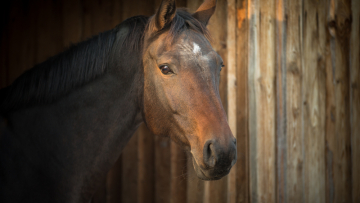 Αμαξάς συνελήφθη για κακοποίηση του αλόγου του στην Κέρκυρα