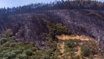 Πυροσβεστική: 42 νέες δασικές πυρκαγιές το τελευταίο 24ωρο - Ποιες χώρες συνδράμουν στην κατάσβεση