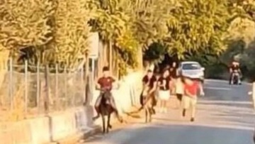 Κακοποίηση ζώων: Κατεπείγουσα έρευνα για τις «γαϊδουρομαχίες» στη Λέσβο ζητά η αντεισαγγελέας Αρείου Πάγου