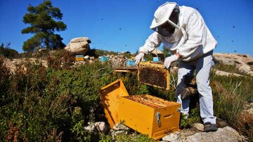 ΔΥΠΑ: Επιδοτούμενο πρόγραμμα κατάρτισης ανέργων στη μελισσοκομία στην Πάργα