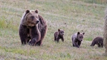 Φθιώτιδα: Αρκούδα επιτέθηκε σε βοσκό σε χωριό της Μακρακώμης