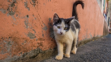 Σπέτσες: Έρευνα για τον θάνατο τεσσάρων γατών από φόλα