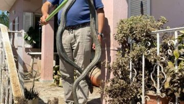 Κακοκαιρία Daniel: Φίδι 2,5 μέτρων βγήκε μέσα από τα νερά στον Παλαμά