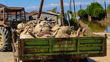 Κακοκαιρία «Daniel»: Νεκρά ζώα παντού στη Θεσσαλία - Μπήκε και ο στρατός στη «μάχη» της περισυλλογής - Δείτε φωτογραφίες