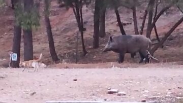 Αγριογούρουνο τριγυρίζει στο... Χαϊδάρι και οι γάτες «κόβουν βόλτες» δίπλα του - Δείτε βίντεο
