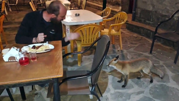 Βίντεο: Αλεπουδίτσα θαμώνας καφενείου - Την λένε «κυρά Μάρω» και συμπεριφέρεται σχεδόν σαν κατοικίδιο