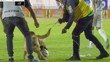 Μεξικό: Απίστευτος τετράποδος ντριμπλέρ έκλεψε την παράσταση - Δείτε βίντεο