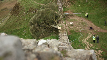 Bρετανία: Έκοψαν το ιστορικό δέντρο του «Ρομπέν των Δασών» ηλικίας 300 ετών - Ποιος και γιατί το «πριόνισε»