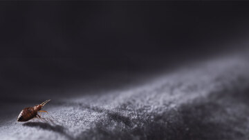 Πανικός στη Γαλλία λόγω της μεγάλης εξάπλωσης κοριών σε δημόσιους χώρους - «Χειρότεροι κι από βαμπίρ»