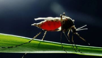 Μαγιορκίνης: Κλιματική αλλαγή και μετακινήσεις του πληθυσμού συμβάλλουν στην εξάπλωση του δάγκειου πυρετού