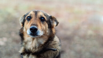 Τι να κάνετε αν ο σκύλος σας φάει φόλα- Πώς να τον σώσετε