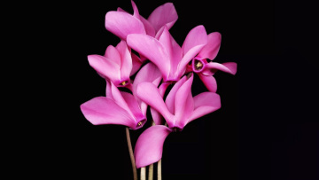 Κήπος: Τα 3 λουλούδια του Οκτωβρίου και η ευεξία που προσφέρουν