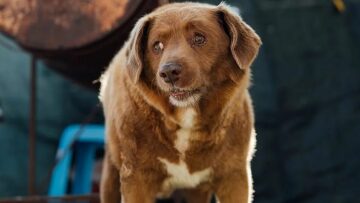 Έφυγε από τη ζωή ο γηραιότερος σκύλος στον κόσμο που είχε μπει στο βιβλίο των Ρεκόρ Γκίνες