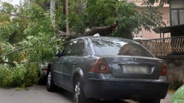 Καιρός: Πτώση δέντρου από τον άνεμο πάνω σε αυτοκίνητα στην Αγία Παρασκευή – Δείτε φωτογραφίες