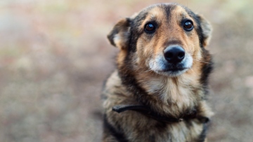 Βόλος: Σύλληψη και πρόστιμο 11.000 ευρώ σε οδηγό που έσερνε 2 σκύλους με το αγροτικό