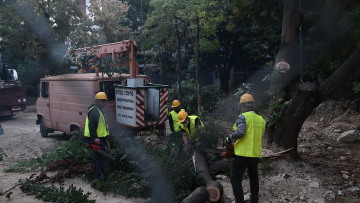 Εξάρχεια: Αντιδράσεις για κοπές δένδρων