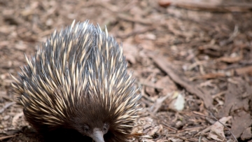 Απειλούμενο από εξαφάνιση θηλαστικό που γεννά αυγά εθεάθη για πρώτη φορά μετά από 60 χρόνια