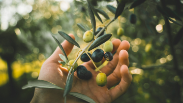 Ράβδισαν 55 ελαιόδενδρα και έκλεψαν τρεις τόνους ελιές