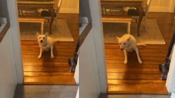 Βίντεο: Σκύλος ήπιε αλκοόλ και η ιδιοκτήτριά του τον βρήκε μεθυσμένο