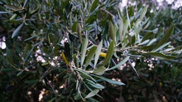 Μεσσηνία: Αγρότης επικήρυξε με 1.000 ευρώ τους κλέφτες που του πήραν 36 τσουβάλια με ελιές