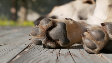 Ζάκυνθος: Πρόστιμο 30.000 ευρώ στον 43χρονο που πυροβόλησε και σκότωσε σκύλο