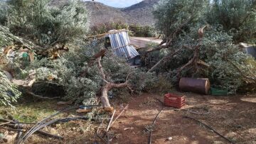 Ζημιές σε θερμοκήπια και ελιές προκάλεσαν οι ισχυροί άνεμοι στα Φαλάσαρνα Κισσάμου - Δείτε φωτογραφίες