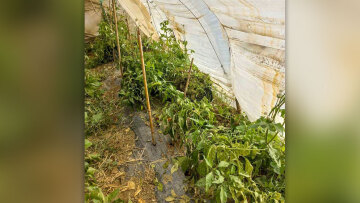 Εκρηκτικοί μηχανισμοί και 23 κιλά κάνναβης σε κτήμα με χασισοφυτεία στην Ήλιδα