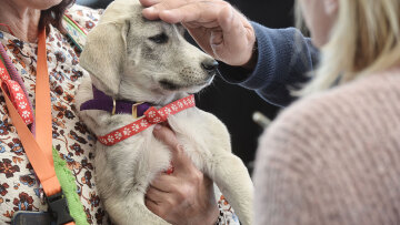 Ημέρα Υιοθεσίας Pet City: Πάνω από 100 σκυλάκια έχουν βρει τις παντοτινές τους οικογένειες