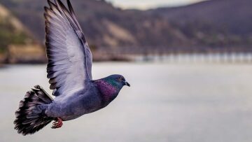 Πώς και γιατί τα περιστέρια κατέκλυσαν τον κόσμο