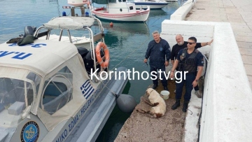 Ισθμός: Λιμενικοί διέσωσαν σκύλο που έπεσε στο κανάλι – Δείτε φωτογραφίες