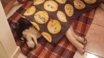 Αράχωβα: Κοντά στον εντοπισμό του κακοποιητή του χάσκι οι Αρχές  - Πληροφορίες ότι είναι πρώην παίκτης τηλεπαιχνιδιού