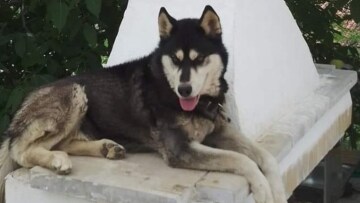 Γεωργιάδης για έγκλημα στην Αράχωβα: Η τοπική κοινωνία οφείλει να βοηθήσει να συλληφθεί ο δράστης