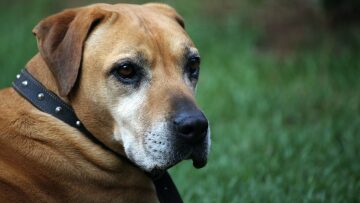 Νέο φάρμακο υπόσχεται την επιμήκυνση της ζωής στους σκύλους