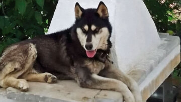 Αράχωβα: Πρώην πολιτευτής δίνει 10.000€ σε όποιον γνωρίζει λεπτομέρειες για τον βασανισμό του Όλιβερ