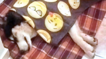 «Δεν είμαι εγώ ο βασανιστής του Όλιβερ» λέει ο ιδιοκτήτης της ταβέρνας στην Αράχωβα