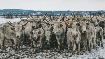 Σερβία: Επιχείρηση για τη διάσωση εκατοντάδων ζώων που παγιδεύτηκαν σε νησί του Δούναβη