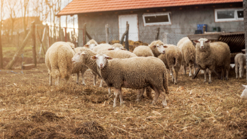 Πανώλη των αιγοπροβάτων:  Επιβεβαιώθηκε η εμφάνιση κρούσματος στην Καρδίτσα