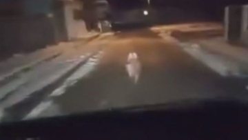 Πτολεμαΐδα: Λύκος «έκοβε» βόλτες στο κέντρο της πόλης - Δείτε βίντεο