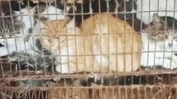 Χανιά: Είχε 77 γάτες και 10 σκύλους σε άθλιες συνθήκες – €199.000 πρόστιμο στην ιδιοκτήτρια