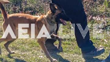 Ηλεία: Τρεις ειδικά εκπαιδευμένοι σκύλοι στην αναζήτηση του 45χρονου που παρασύρθηκε από χείμαρρο