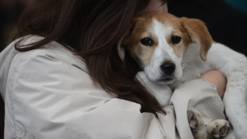 Η πρώτη ημερα υιοθεσίας για το 2024 από το Pet City και το Topetmou.gr - Δεκάδες σκυλάκια βρήκαν το παντοτινό τους σπίτι