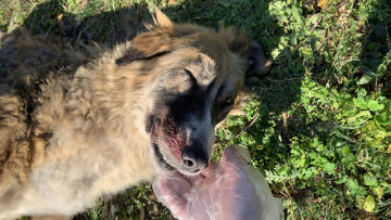 Μέγαρα: Άγριος θάνατος για αδέσποτο σκυλί - Το κακοποίησαν με σιδερένια ράβδο