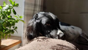 Ουαλία: Σκυλίτσα που είχε χαθεί στο βουνό για δύο μήνες επέστρεψε στο σπίτι της