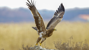 Aυξάνεται ο κίνδυνος εξαφάνισης των μεταναστευτικών ειδών άγριων ζώων, προειδοποιεί ο ΟΗΕ