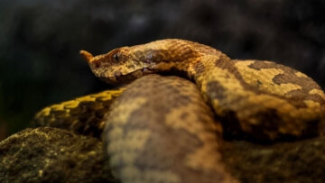 Το πιο επικίνδυνο νησί φιλοξενεί 4.000 θανατηφόρα φίδια και δεν επιτρέπεται σε κανέναν να το επισκεφθεί